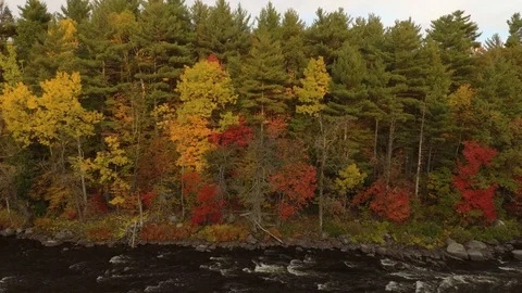 Drone rising and bending camera downwards showing fall trees and river Stock Footage 119219799