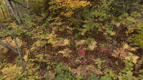 Drone rising in elevated forest in fall with leaves in foreground Stock Footage 119221472