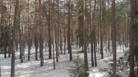 Drone Rising up in Forest Stockbeeldmateriaal 243228947