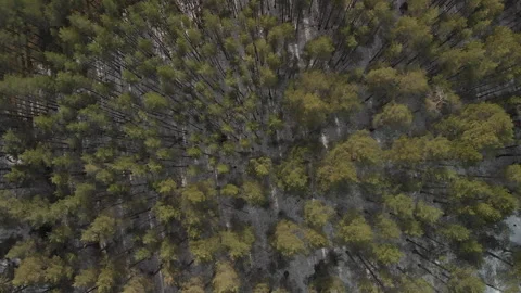 Drone Rising from Forest Video stock 243229236