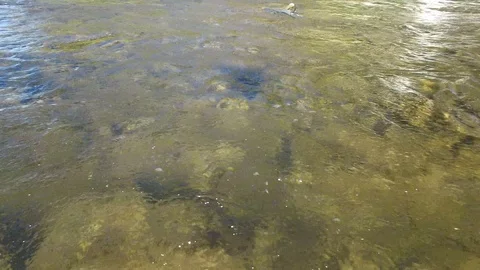 Drone rising high over a river during salmon spawning season and small bridge Stock Footage 94860143