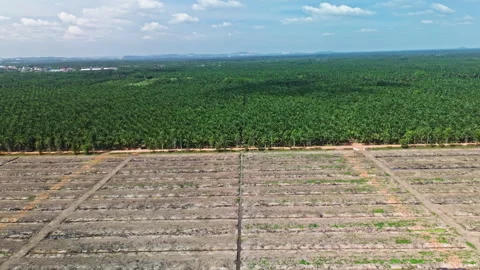 Drone rising over cleared palm oil plantation, vast barren land in Malaysia Stock Footage 316688364