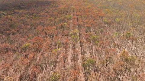 Drone Rising Over Colorful Rows of Rubber Trees, Southern Vietnam, monoculture Stock Footage 329914358