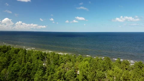 Drone Rising Over Dense Pine Forest Vídeo Stock 310053165