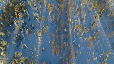 Drone rising up over desolate winter forest in Finland Stock Footage 275261594