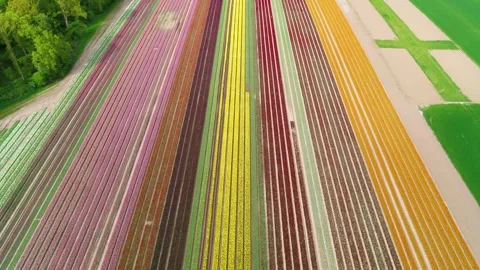 Drone rising up over fields and beautiful colorful tulip fields Stock Footage 273863648