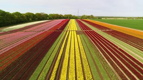 Drone rising up over fields and beautiful tulip fields Stock Footage 273863702