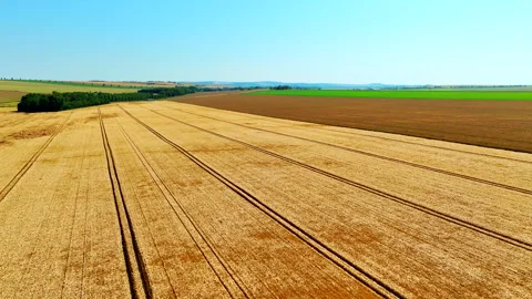 Drone rising over golden fields at high angle 動画素材 315506697