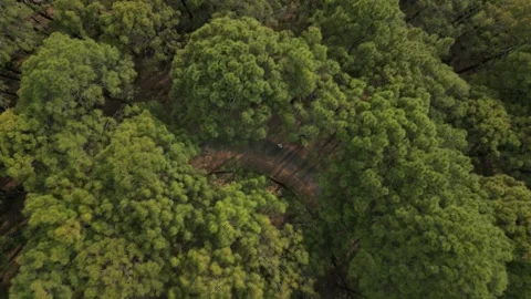 Drone Rising Over Pine Trees Revealing Majestic Mountain Forest Video stock 313382291