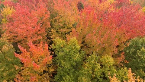 Drone rising over spectacular fall forest with light wind blowing in leaf Stock Footage 119211639