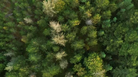 Drone rising up over summer forest while turning clockwise Stock Footage 269675336