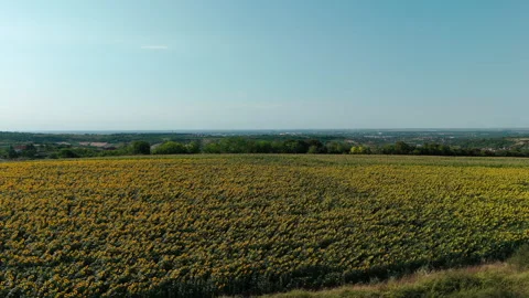 Drone rising over sunflower field near Bukovac, view of Novi Sad Stock Footage 313782812