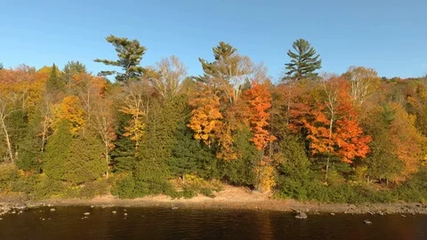 Drone rising over tree line in fall over river on clear blue sky day Stock Footage 119204405