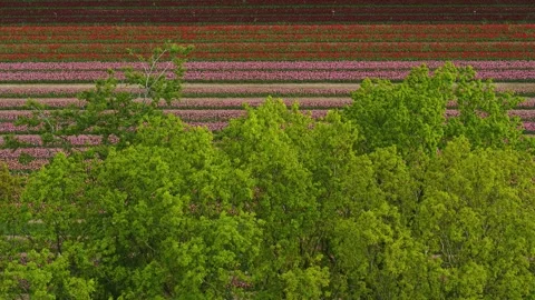 Drone rising up over trees and colorful tulip fields Video stock 273863716