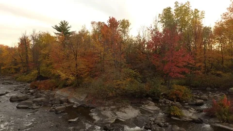 Drone rising over trees in fall with few leaves left during sunset Stock Footage 119219030