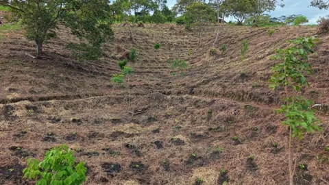 Drone Rising Over Young Coffee Trees on Hillside Farm Stock Footage 324017643