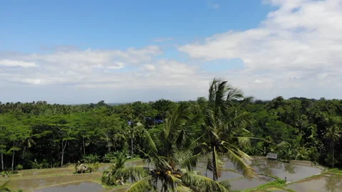 Drone Rising From Palm Tree to Bali Rice Fields and Tropical Forest Video stock 325100269