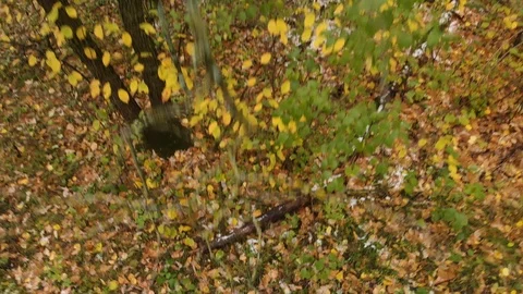 Drone rising slowly sideways through brightly colored autumn forest Stock Footage 118936139