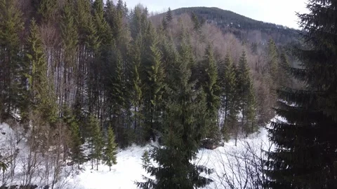 Drone Rising Smoothly Over Winter Pine Forest Stock Footage 324477162