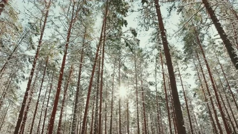 Drone Rising In The Snowy Pine Forest In A Beautiful Sunny Winter Day Stock Footage 238617209