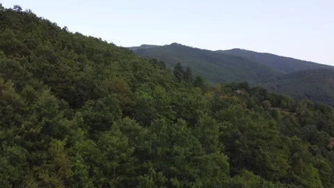 Drone rising through forest trees Stock Footage 321247012