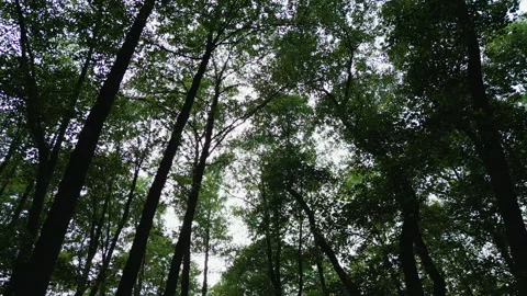 Drone Rising Up Into Tree Canopy in Dense Forest Stock Footage 323772662
