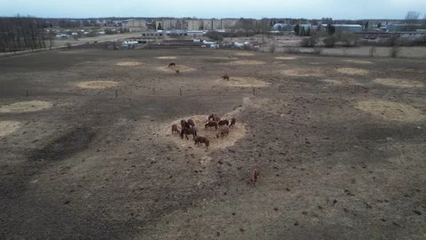 Drone Rising While Circling Heavy Horses Eating Hay Stock Footage 326295889