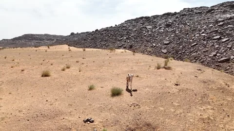Drone rotate around white camel overlooking rocky desert valley in Mauritania Stock Footage 317444157
