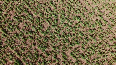 Drone Rotates and Ascends Over Green Seedlings in Latvian Agricultural Field Stock Footage 322221936