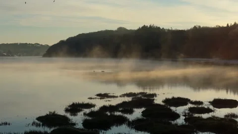 A Drone Rotates Around Ducks On A Cold Misty Winter Sunrise On An Estuary Stock Footage 301092408