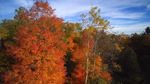 Drone rotates around fall trees Video stock 105768745