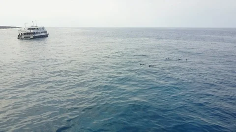 Drone rotates around pod of dolphins Stock Footage 102007947