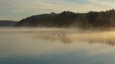 Drone Rotates Around Two Ducks On An Estuary In Winter At Sunrise In Mist Stock Footage 301093233