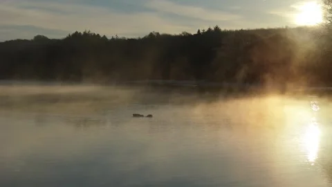 Drone Rotates Around Two Ducks On A Calm Estuary In Winter At Sunrise Stock Footage 301093539