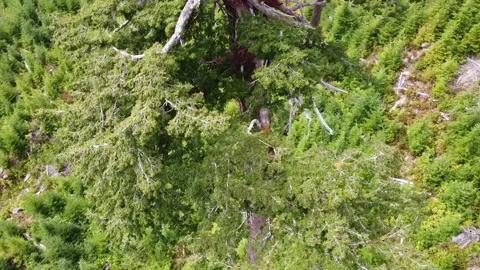 Drone rotates down across the branches of Big Lonely Doug near Port Renfrew, BC Stockbeeldmateriaal 164006910
