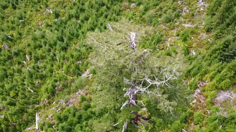 Drone rotates down the top of of Big Lonely Doug near Port Renfrew, BC Stockbeeldmateriaal 164006765
