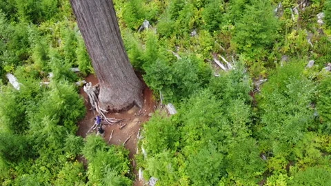 Drone rotates up the full height of Big Lonely Doug near Port Renfrew, BC Stockbeeldmateriaal 164006768