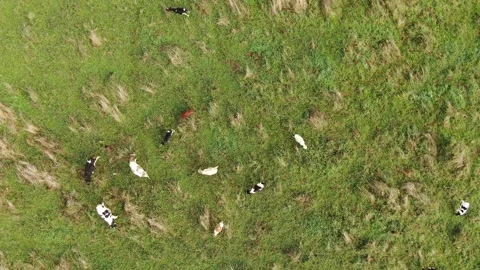 Drone rotating above grazing cows on green field 库存影片 333956222