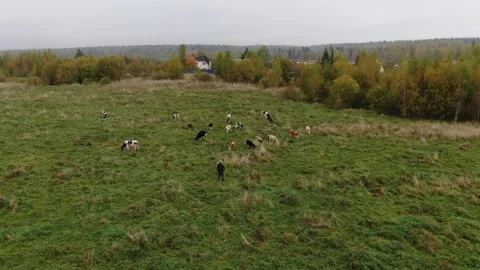 Drone rotating above herd of cows on field Stock Footage 333956025