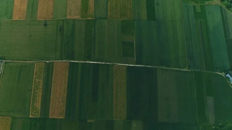 Drone scanning farm, analyzing the green field with rows of crops from above. Video stock 127169305