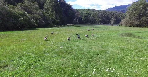 Drone scene of group of Ducks, Chloephaga. Forest and lake on the background 스톡 동영상 71953376