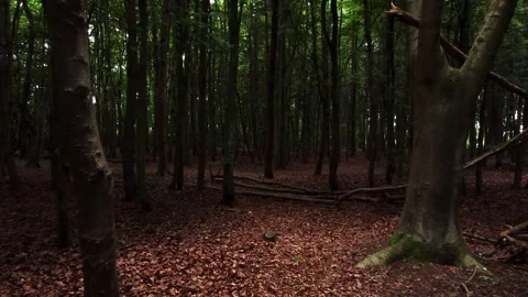 Drone searching for a path inside a forest Stockbeeldmateriaal 155575017