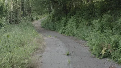 Drone shoot of abandoned road in the forest Stock Footage 278323132