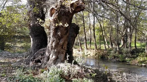 Drone Shoot Around Tree On Flowing Stream Stock Footage 119497428