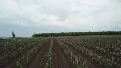 Drone shooting of apple farm - view from the sky Stock Footage 121504482