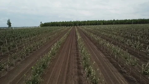 Drone shooting of apple farm - view from the sky Stock Footage 121504775
