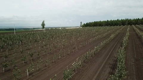 Drone shooting of apple farm - view from the sky Stock Footage 121504776