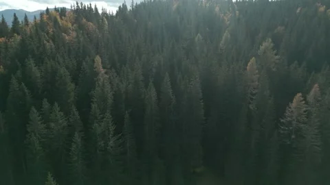 Drone shooting coniferous forest. Stock Footage 268250621