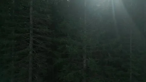 Drone shooting coniferous forest. Stock Footage 268251050