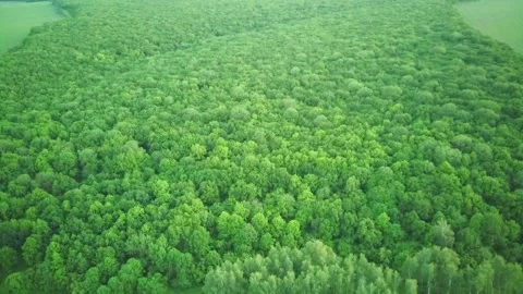 Drone shooting flight over a beautiful deciduous forest Video stock 132646633